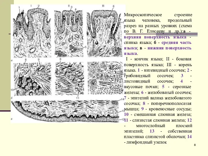 Микроскопическое строение языка человека, продольный разрез на разных уровнях (схема