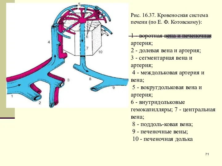 Рис. 16.37. Кровеносная система печени (по Е. Ф. Котовскому): 1