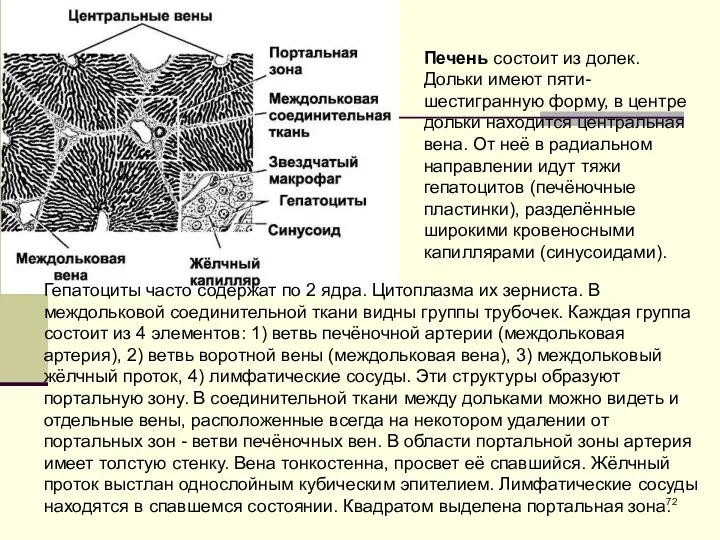 Печень состоит из долек. Дольки имеют пяти-шестигранную форму, в центре