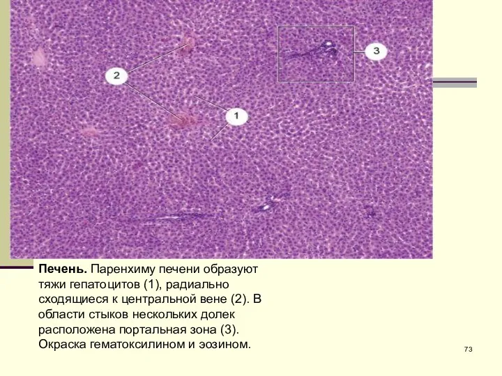 Печень. Паренхиму печени образуют тяжи гепатоцитов (1), радиально сходящиеся к
