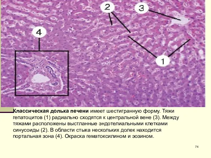 Классическая долька печени имеет шестигранную форму. Тяжи гепатоцитов (1) радиально