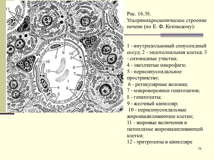 Рис. 16.38. Ультрамикроскопическое строение печени (по Е. Ф. Котовскому): 1