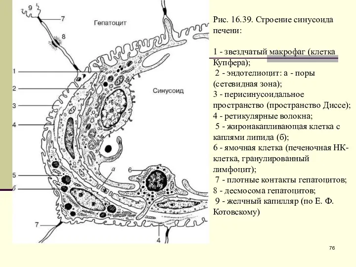 Рис. 16.39. Строение синусоида печени: 1 - звездчатый макрофаг (клетка