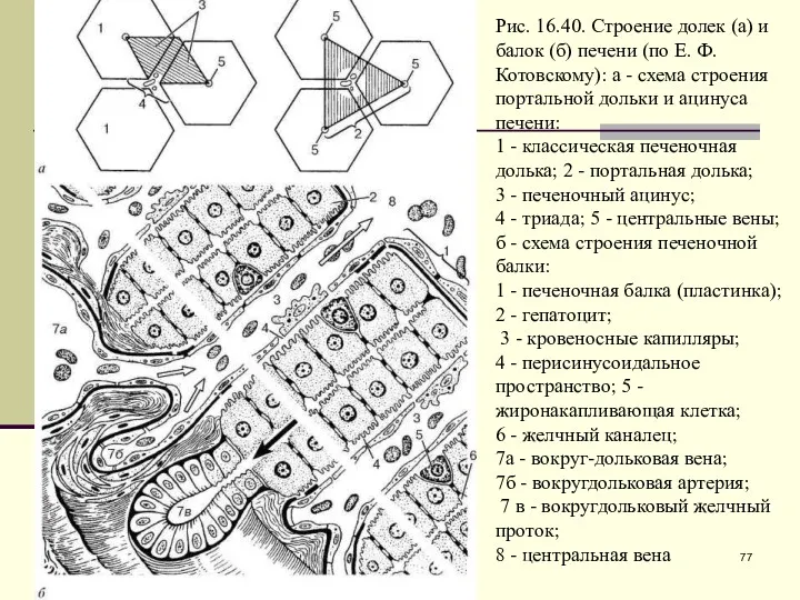 Рис. 16.40. Строение долек (а) и балок (б) печени (по