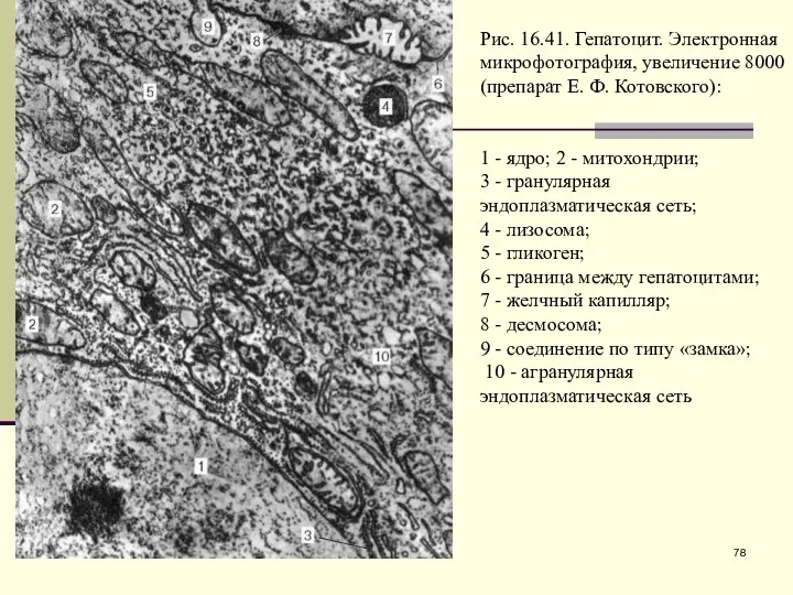 Рис. 16.41. Гепатоцит. Электронная микрофотография, увеличение 8000 (препарат Е. Ф.