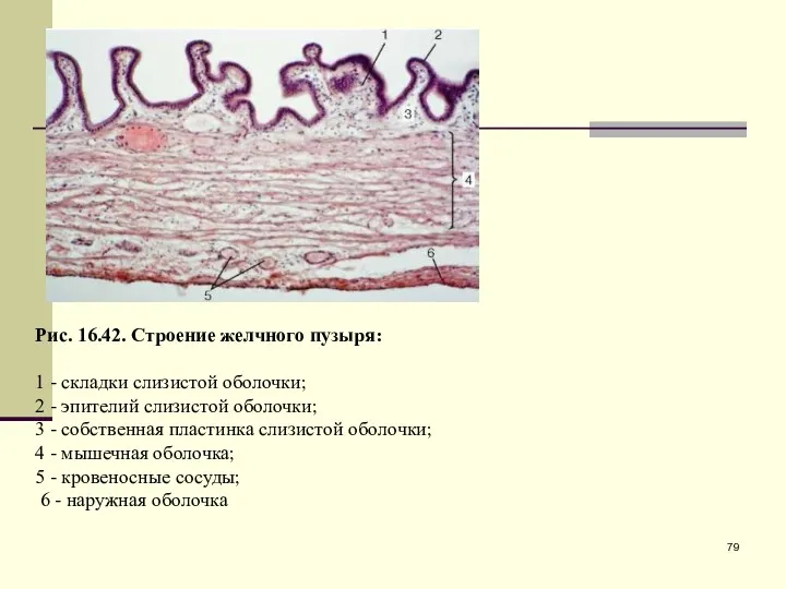 Рис. 16.42. Строение желчного пузыря: 1 - складки слизистой оболочки;