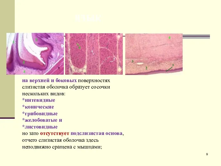 язык на верхней и боковых поверхностях слизистая оболочка образует сосочки