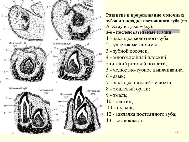 Развитие и прорезывание молочных зубов и закладка постоянного зуба (по