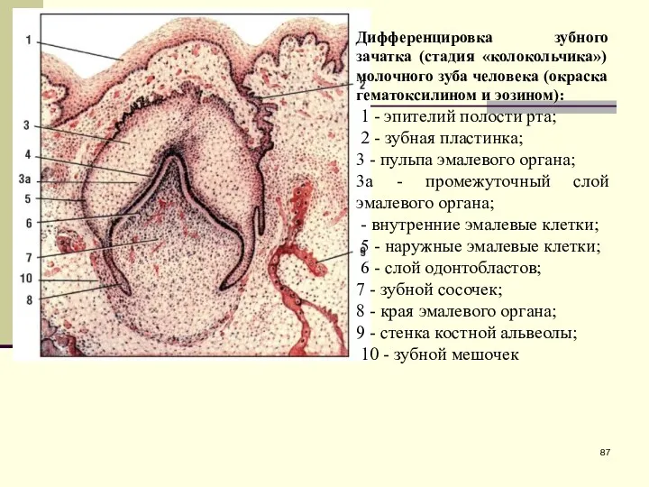 Дифференцировка зубного зачатка (стадия «колокольчика») молочного зуба человека (окраска гематоксилином