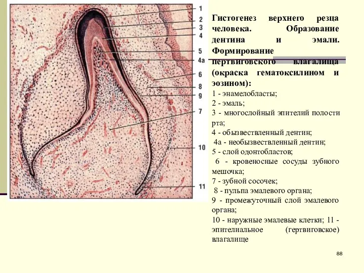 Гистогенез верхнего резца человека. Образование дентина и эмали. Формирование пертвиговского
