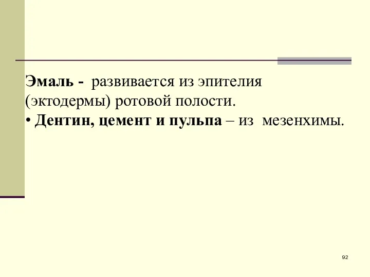 Эмаль - развивается из эпителия (эктодермы) ротовой полости. • Дентин, цемент и пульпа – из мезенхимы.