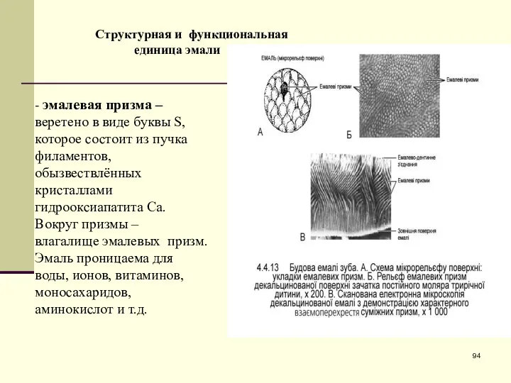 - эмалевая призма – веретено в виде буквы S, которое