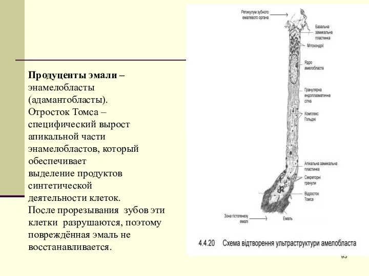 Продуценты эмали – энамелобласты (адамантобласты). Отросток Томса – специфический вырост