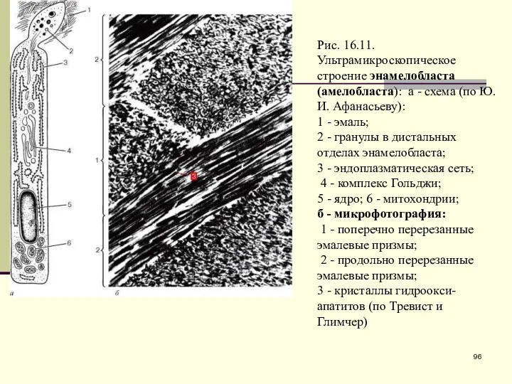 Рис. 16.11. Ультрамикроскопическое строение энамелобласта (амелобласта): а - схема (по