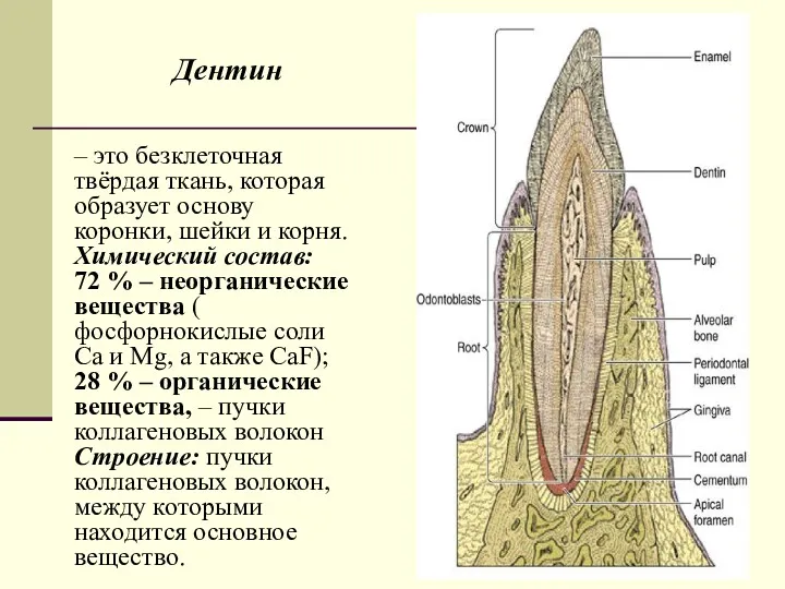 Дентин – это безклеточная твёрдая ткань, которая образует основу коронки,