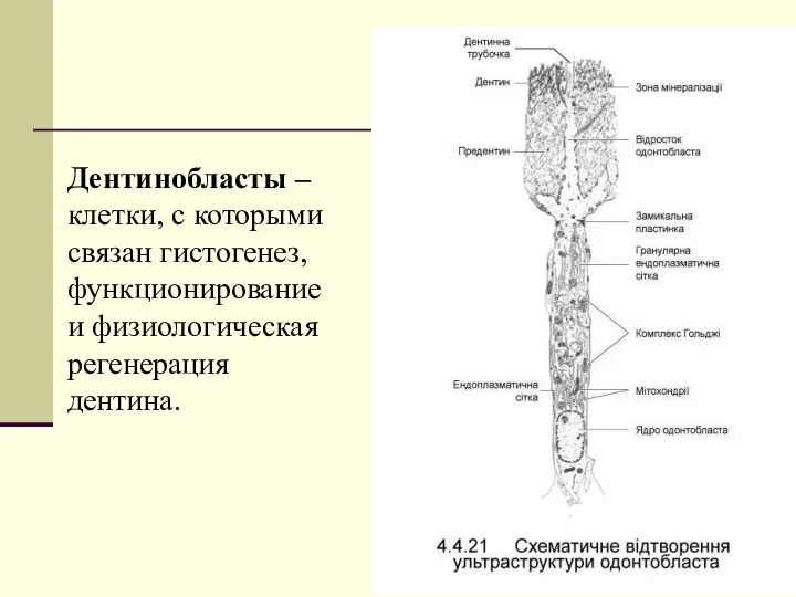 Дентинобласты – клетки, с которыми связан гистогенез, функционирование и физиологическая регенерация дентина.