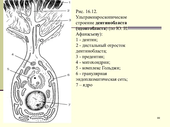 Рис. 16.12. Ультрамикроскопическое строение дентинобласта (одонтобласта) (по Ю. И. Афанасьеву):