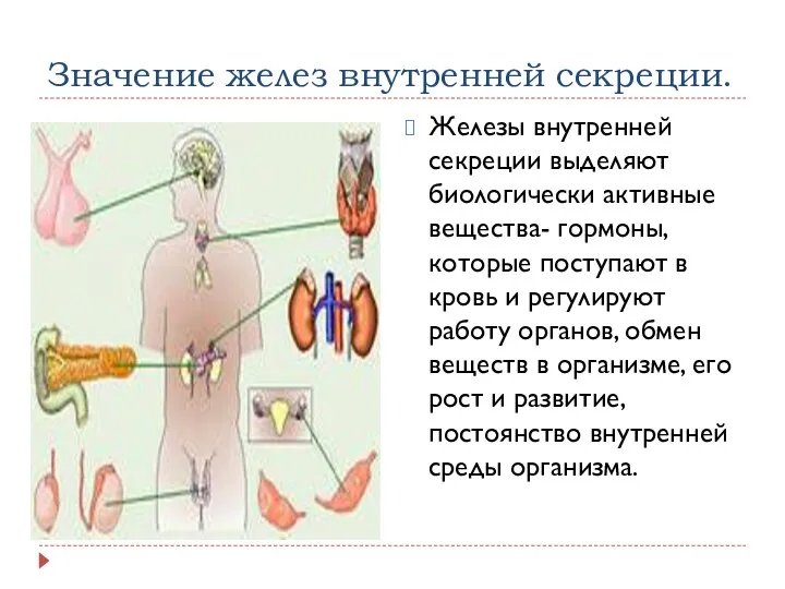 Значение желез внутренней секреции. Железы внутренней секреции выделяют биологически активные