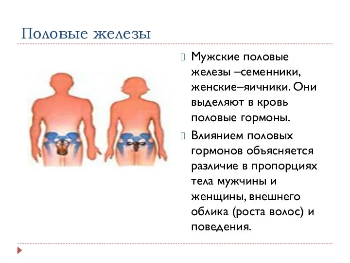 Половые железы Мужские половые железы –семенники, женские–яичники. Они выделяют в