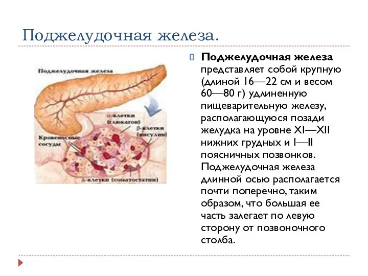 Поджелудочная железа. Поджелудочная железа представляет собой крупную (длиной 16—22 см