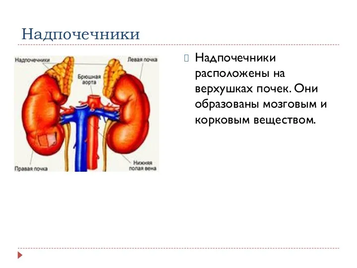 Надпочечники Надпочечники расположены на верхушках почек. Они образованы мозговым и корковым веществом.