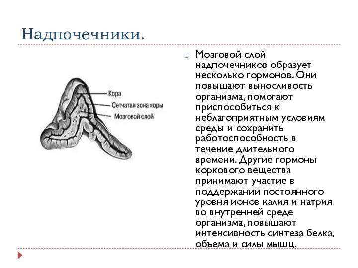 Надпочечники. Мозговой слой надпочечников образует несколько гормонов. Они повышают выносливость