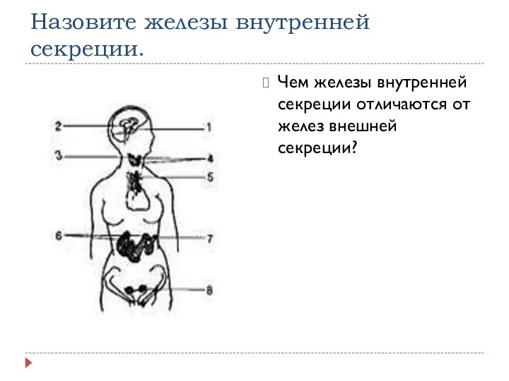 Назовите железы внутренней секреции. Чем железы внутренней секреции отличаются от желез внешней секреции?