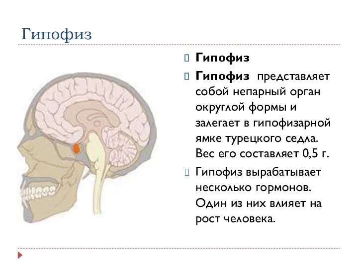 Гипофиз Гипофиз Гипофиз представляет собой непарный орган округлой формы и