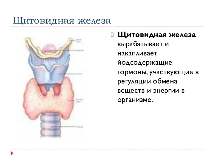 Щитовидная железа Щитовидная железа вырабатывает и накапливает йодсодержащие гормоны, участвующие