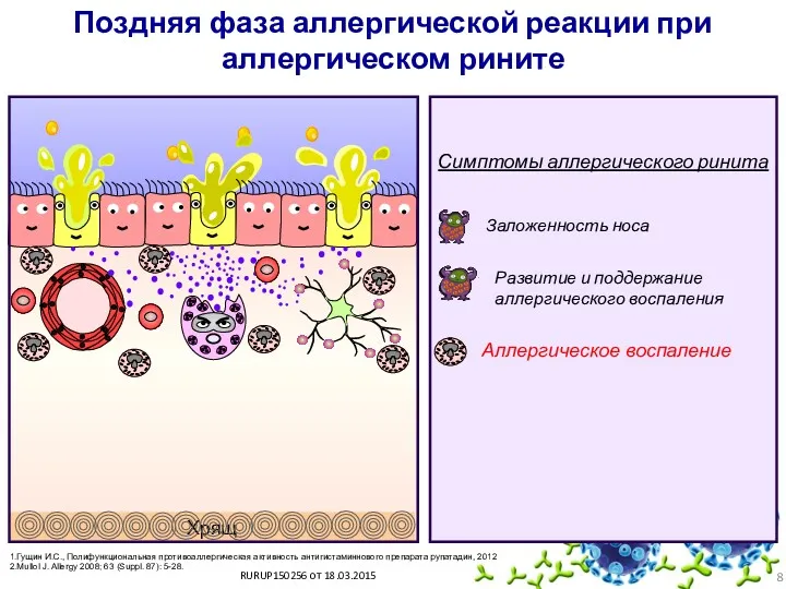Хрящ Поздняя фаза аллергической реакции при аллергическом рините Симптомы аллергического