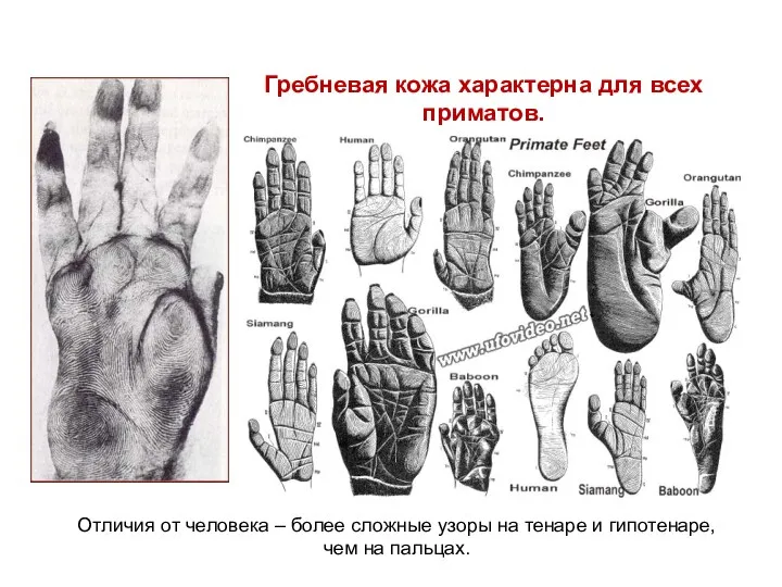 Гребневая кожа характерна для всех приматов. Отличия от человека –