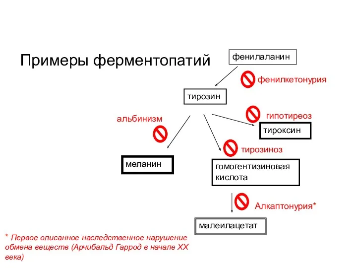 Примеры ферментопатий фенилаланин тирозин меланин гомогентизиновая кислота малеилацетат фенилкетонурия альбинизм