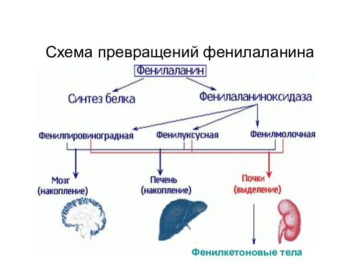 Фенилкетоновые тела Схема превращений фенилаланина