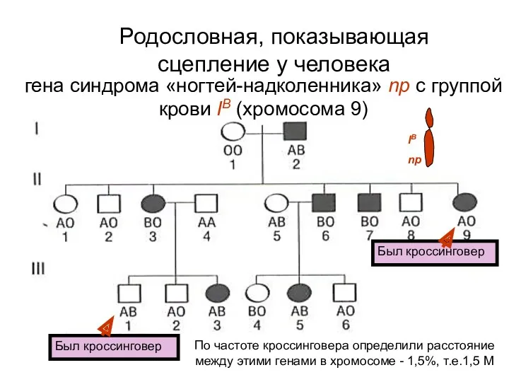 Родословная, показывающая сцепление у человека Был кроссинговер Был кроссинговер По