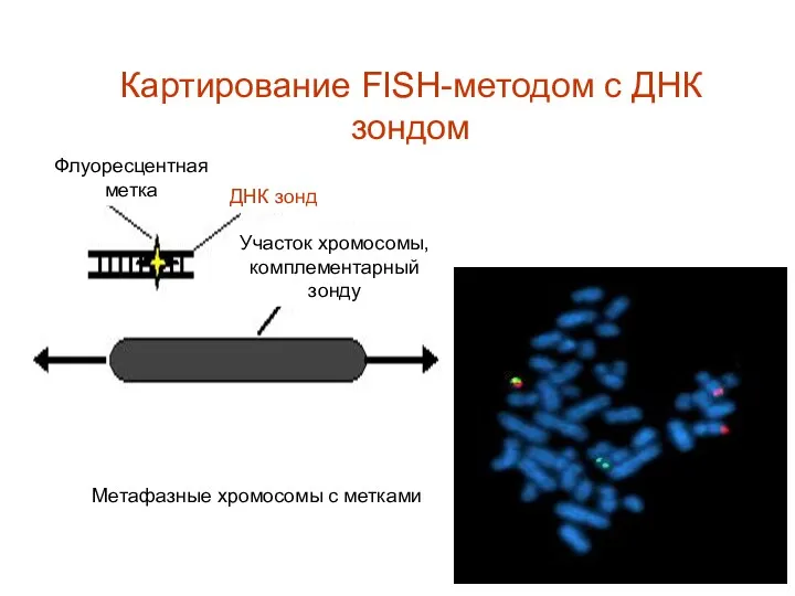 Флуоресцентная метка Участок хромосомы, комплементарный зонду Метафазные хромосомы с метками