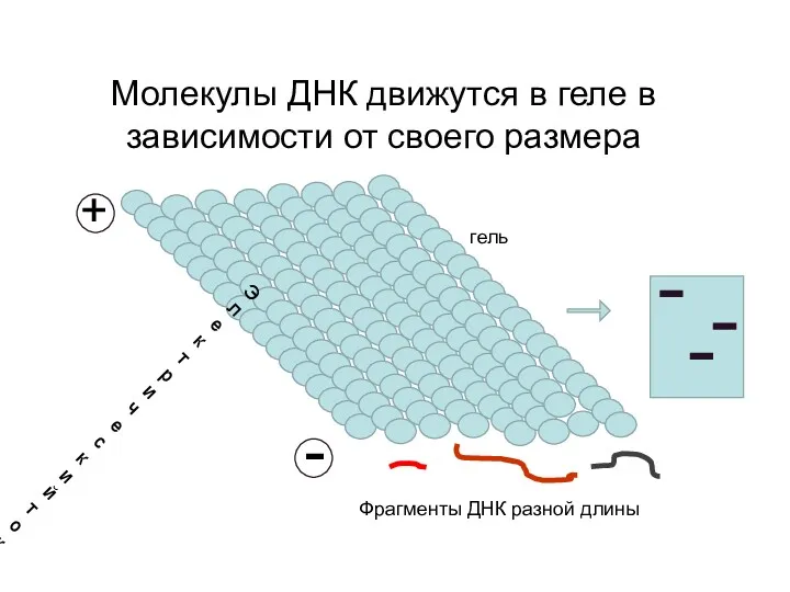 Молекулы ДНК движутся в геле в зависимости от своего размера