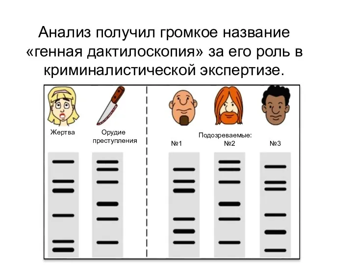 Анализ получил громкое название «генная дактилоскопия» за его роль в