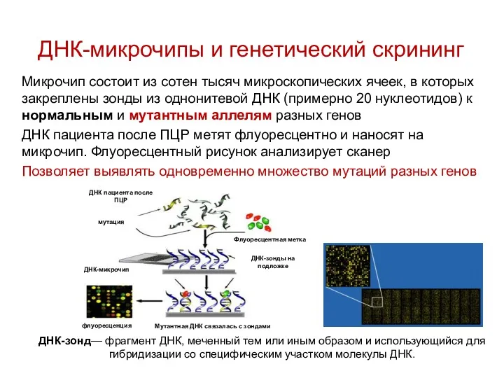 ДНК-микрочипы и генетический скрининг Микрочип состоит из сотен тысяч микроскопических