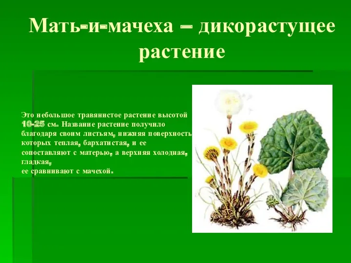 Мать-и-мачеха – дикорастущее растение Это небольшое травянистое растение высотой 10-25