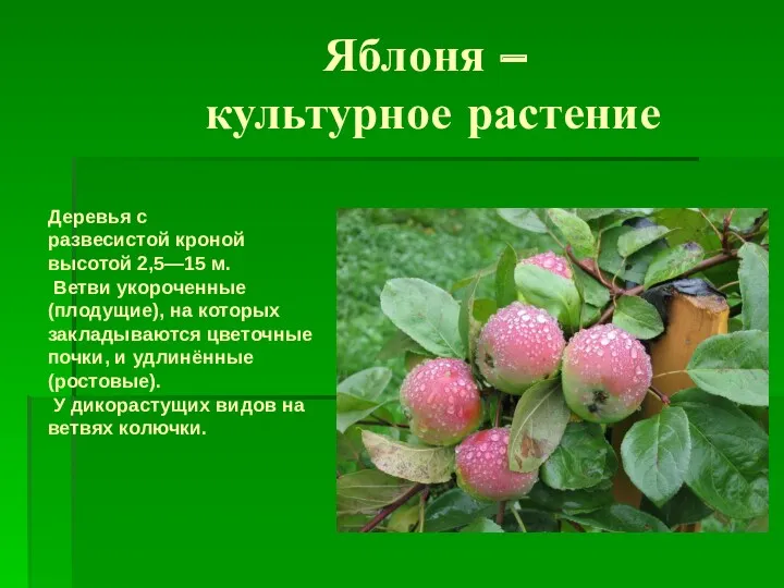 Яблоня – культурное растение Деревья с развесистой кроной высотой 2,5—15