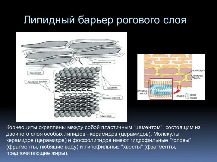 Липидный барьер рогового слоя Корнеоциты скреплены между собой пластичным "цементом",