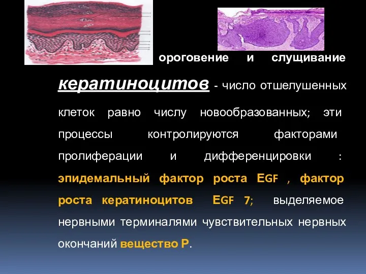 Образование, ороговение и слущивание кератиноцитов - число отшелушенных клеток равно