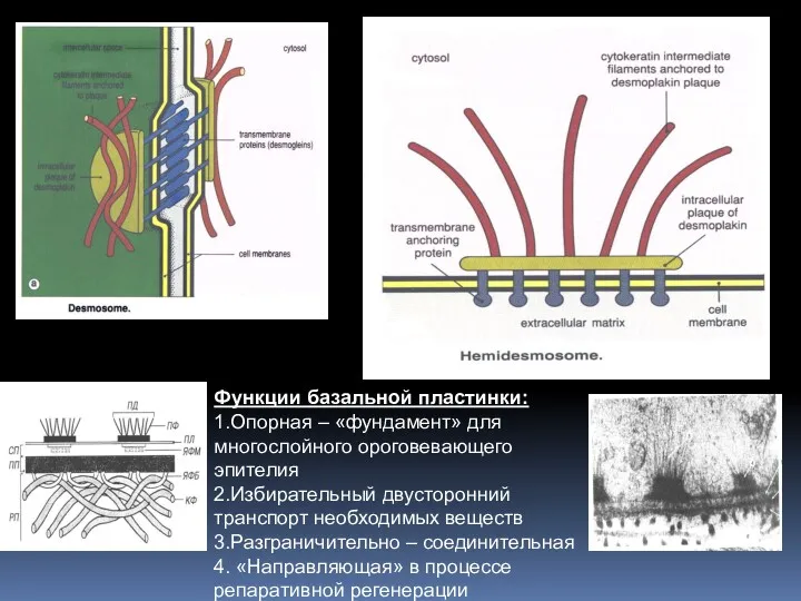 Функции базальной пластинки: 1.Опорная – «фундамент» для многослойного ороговевающего эпителия