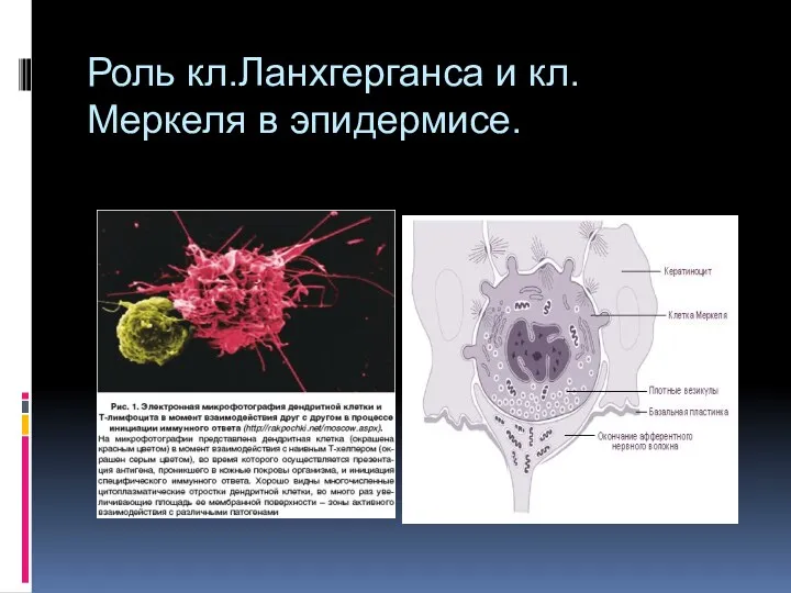 Роль кл.Ланхгерганса и кл. Меркеля в эпидермисе.