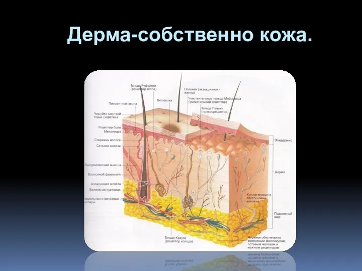 Дерма-собственно кожа.