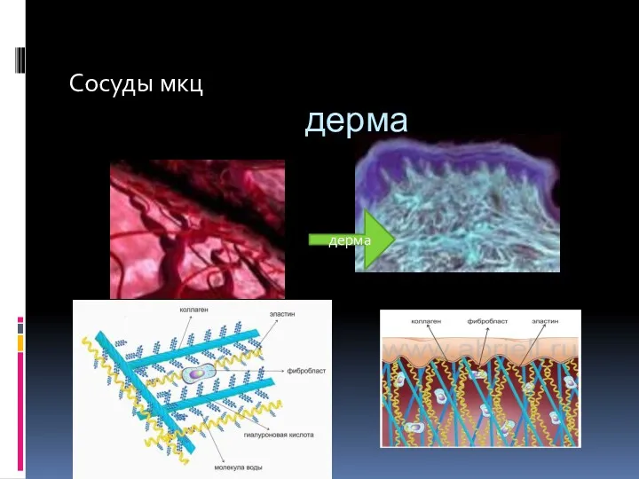 дерма Сосуды мкц дерма