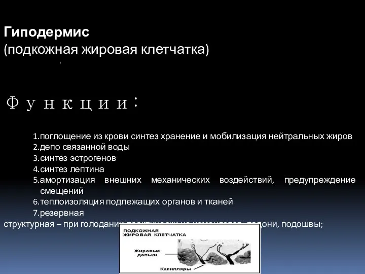 Гиподермис (подкожная жировая клетчатка) Функции: поглощение из крови синтез хранение