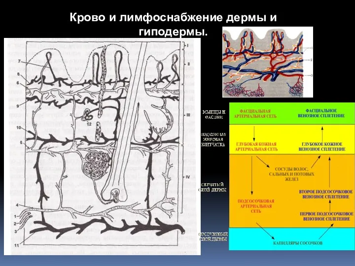 Крово и лимфоснабжение дермы и гиподермы.