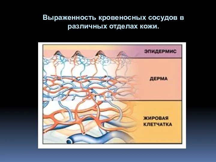 Выраженность кровеносных сосудов в различных отделах кожи.