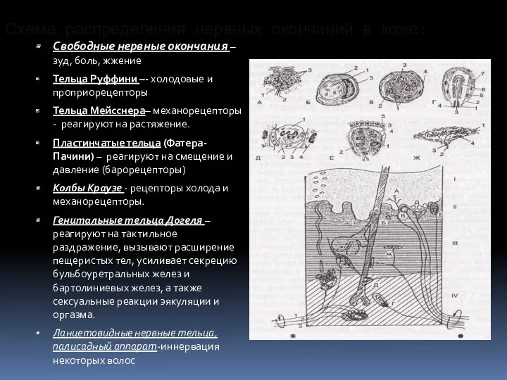 Схема распределения нервных окончаний в коже: Свободные нервные окончания –